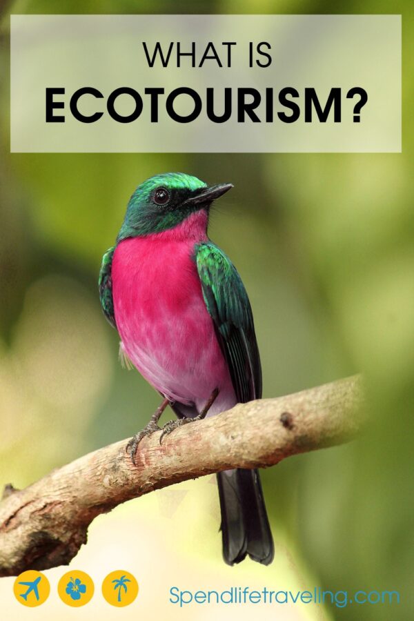 What is #ecotourism? It's a word we have all heard before, but what exactly does it mean? #sustainabletravel What is #ecotourism? It's a word we have all heard before, but what exactly does it mean? #sustainabletourism