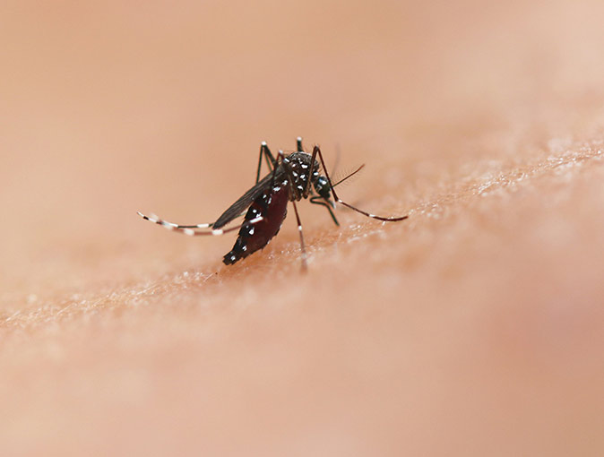 A mosquito that can give you dengue close-up of a mosquito that can carry dengue