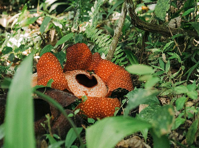 Rafflesia a Rafflesia in Indonesia
