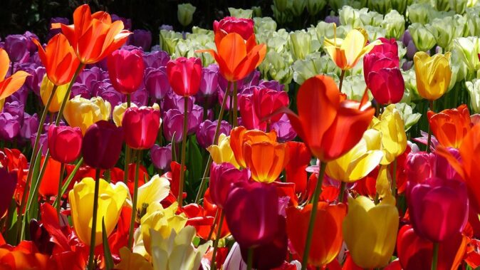 Tulip Day event in Amsterdam Tulip Day event in Amsterdam