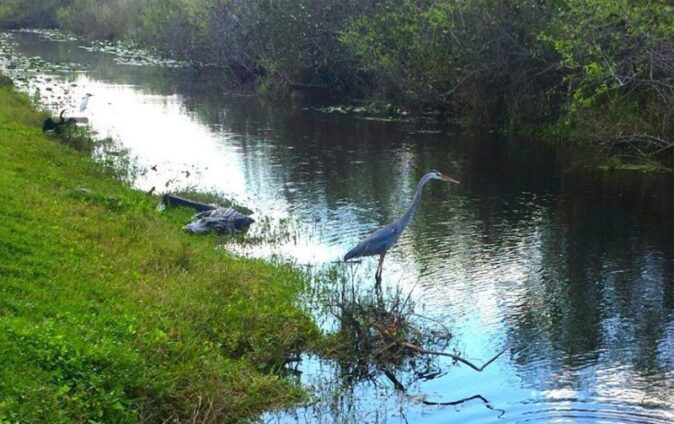 Everglades - one of the best things to do around Miami