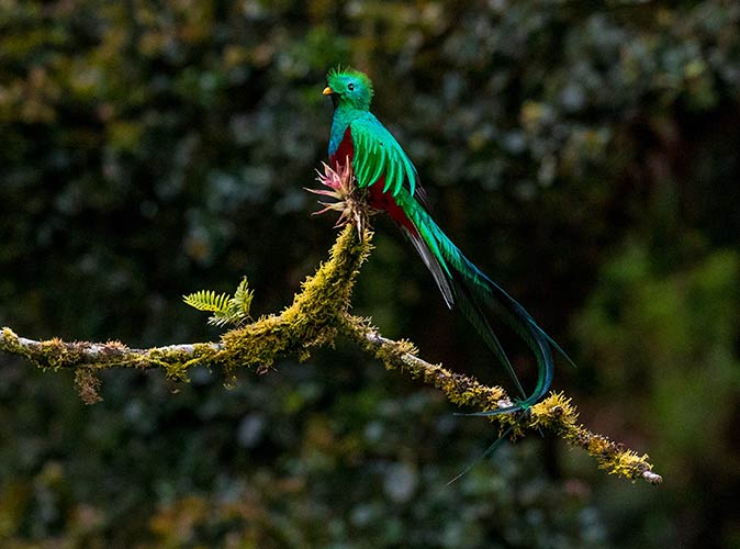 a quetzal bird on a tree branch