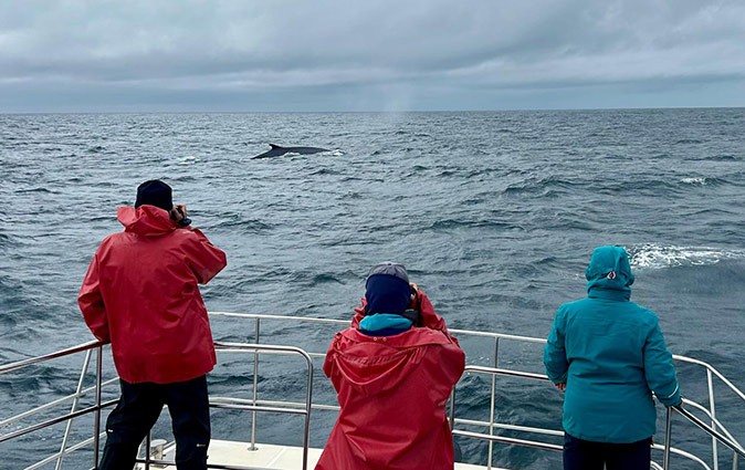 volunteering abroad with whales 3 people on a boat looking at a whale