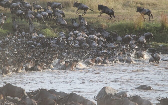 the best safari in Africa includes seeing the great migration the best safari in Africa includes seeing the great migration