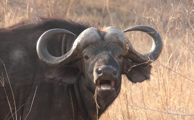 the best safari in Africa includes seeing a cape buffalo the best safari in Africa includes seeing a cape buffalo