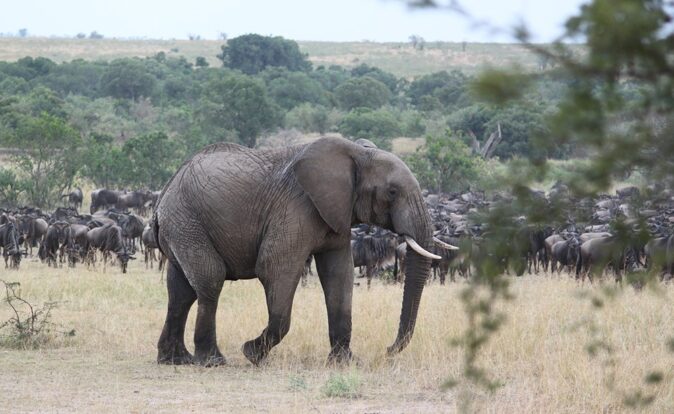 the big five in Africa: an elephant the big five in Africa: an elephant