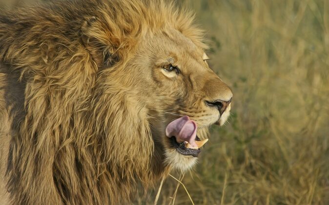 best safari in Africa: seeing the big five the big five