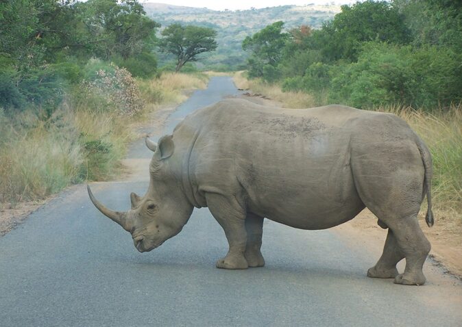 the big five: a rhino a rhino