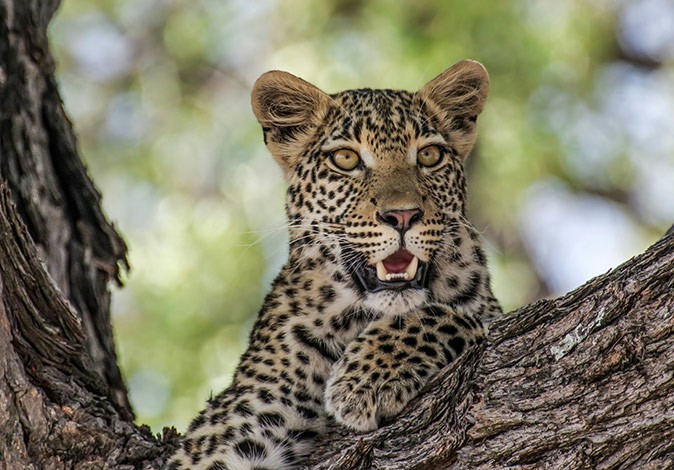 One of the best safaris in Africa Close-up of a young leopard in a tree
