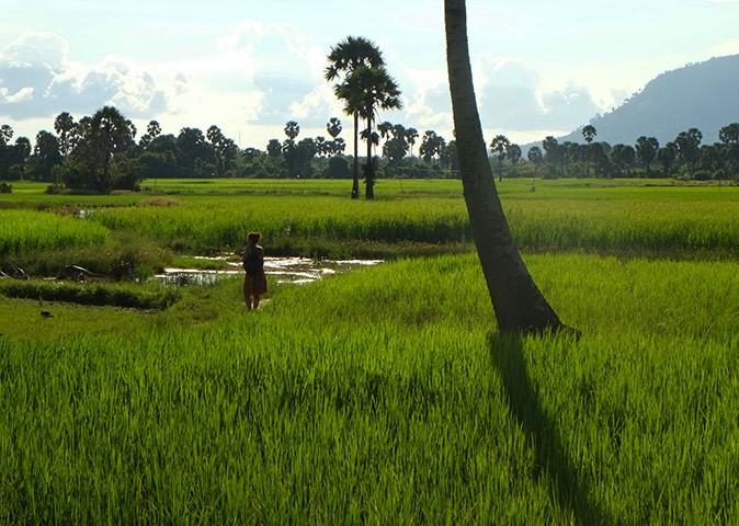 Silhouette of a woman standing in paddy fields with palm trees in the background
