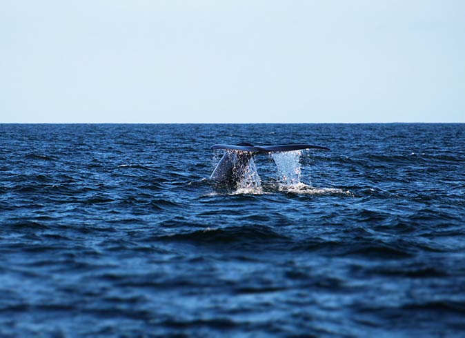 the tail of a whale coming out of the water