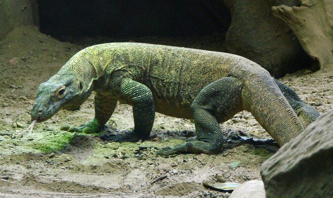 Things to do in Indonesia: visit the Komodo dragons