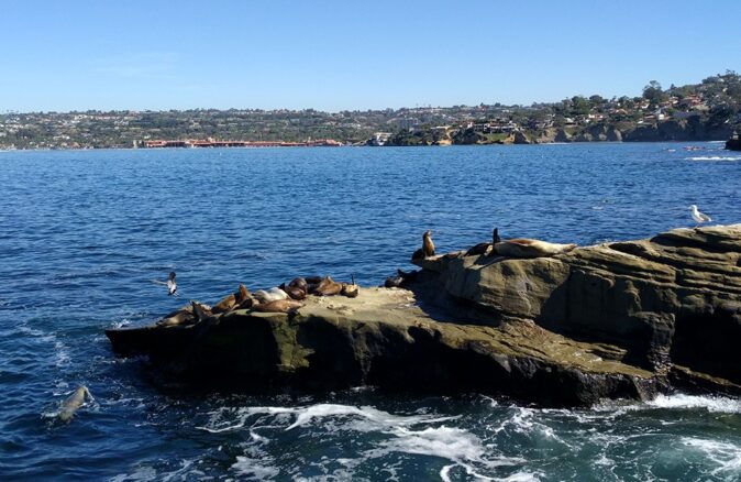 If you are traveling to San Diego you have to see the seals and sea lions! If you are traveling to San Diego you have to see the seals and sea lions!