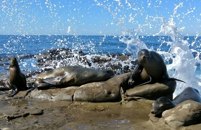 What to see on a short trip to San Diego: La Jolla seals & sea lions What to see on a short trip to San Diego: La Jolla seals & sea lions