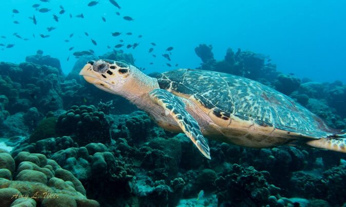 The best dive site off Bonaire's east coast The best dive site off Bonaire's east coast