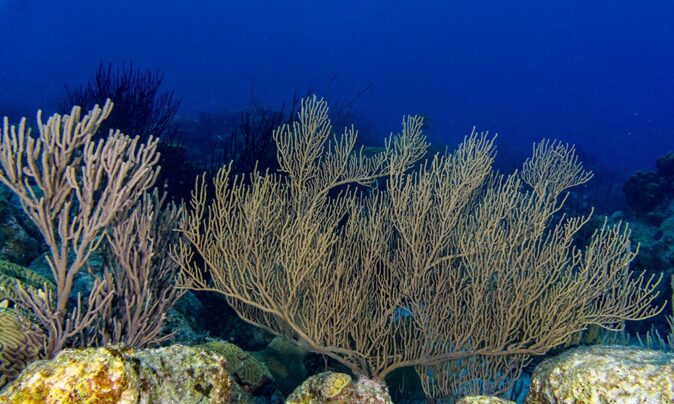 The Forest: one of the best dive sites in Bonaire The Forest: one of the best dive sites in Bonaire