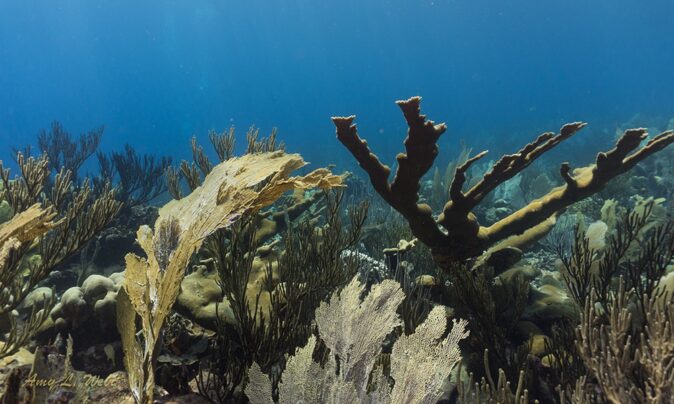 Willemstoren: one of the best dive sites in Bonaire Willemstoren: one of the best dive sites in Bonaire