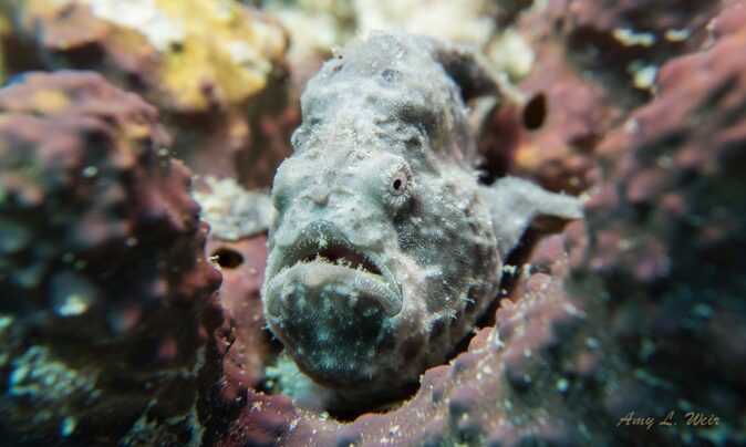 Something Special: one of the best dive sites in Bonaire Something Special dive site