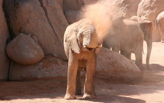 Things to do in Valencia with kids: the Bioparc, Valencia's zoo