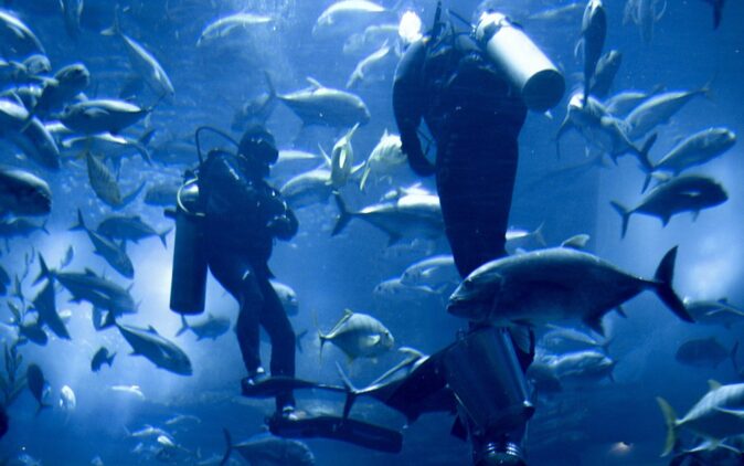What to see in Dubai: Dubai Aquarium divers inside the Dubai Aquarium