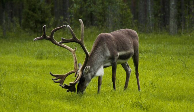 Things to know before traveling to Finland: Lapland