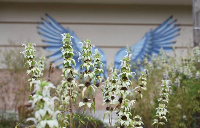 What to do around Cassadaga: visit the Lyonia Preserve What to do around Cassadaga: visit the Lyonia Preserve