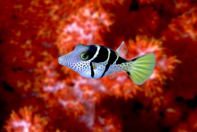 Liveaboard dive trip to the Similan Islands - the dives