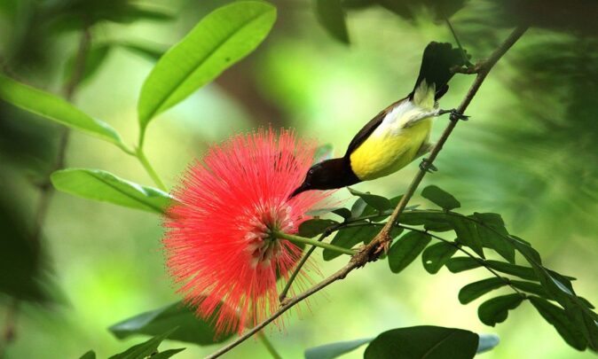 Highlights of Kerala: wildlife sanctuaries & national parks Highlights of Kerala: wildlife sanctuaries & national parks