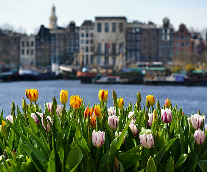 Amsterdam local tips Tulips in front of a canal with blurry boats and houses in the background
