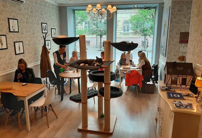 Cat Cafe in Vilnius, Lithuania