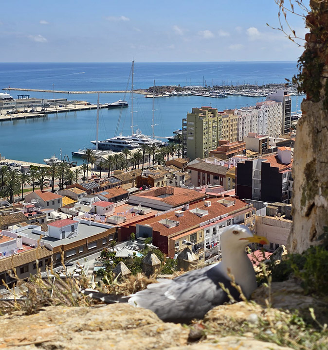 Living in Denia, Spain Aerial view of a Spanish coastal town showing a large marina and many houses, with a pigeon in the foreground
