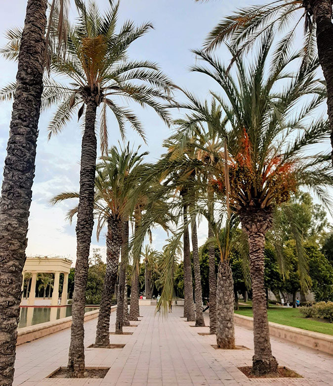 Retired in Valencia, Spain Two lines of palm trees in a city park setting