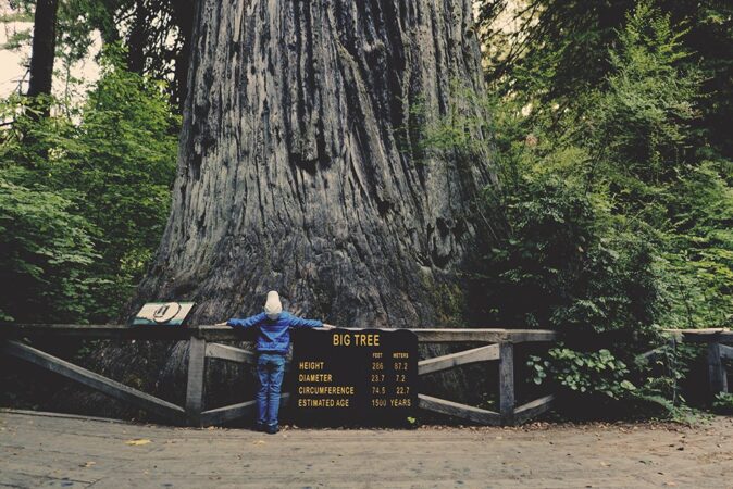 things to do in Redwood National Park