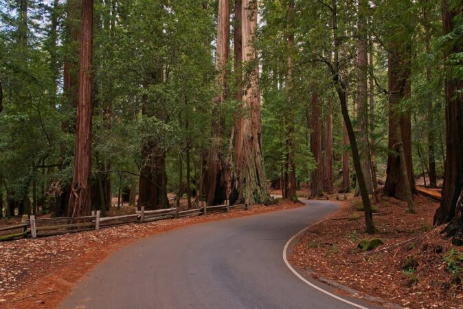 trip to Redwood National Park trip to Redwood National Park