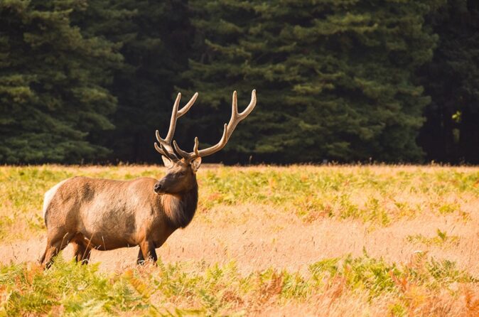 what to see at Redwood National Park what to see at Redwood National Park