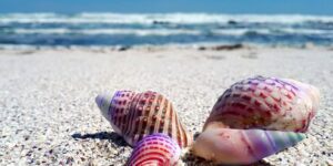Why You Shouldn't Buy Seashells or Take Them From the Beach