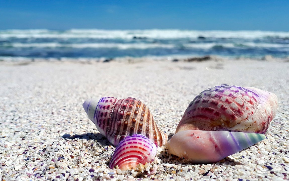 How to save the oceans: don't buy seashells or take seashells from the beach