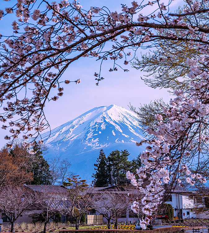 Mount Fuji surrounded by cherry blossoms