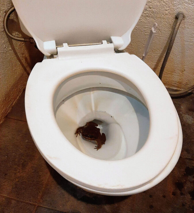 a frog in a toilet a frog in a toilet