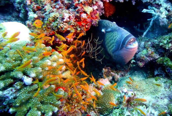 marine life marine life
