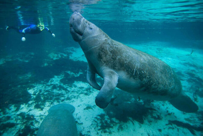 swimming with manatees on a day trip from Orlando