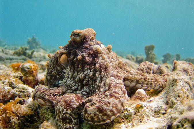 Saba is one of the best dive spots in the Caribbean Saba is one of the best dive spots in the Caribbean