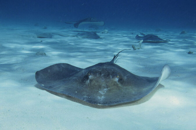 diving with stingrays at stingray city dive site diving with stingrays at stingray city dive site