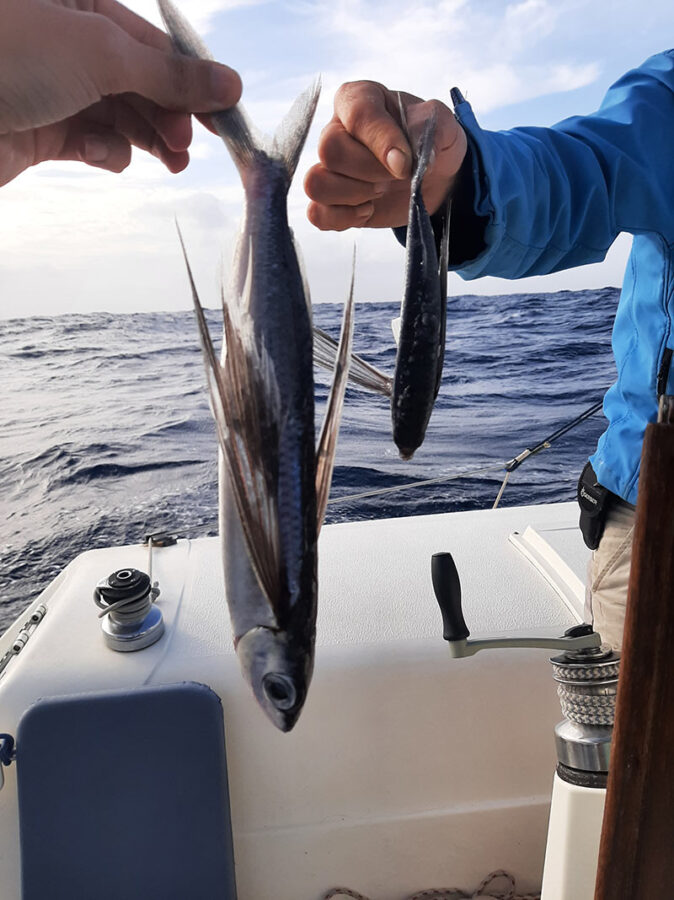 2 flying fish on our boat 2 flying fish on our boat