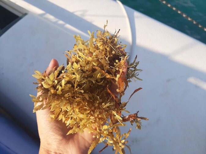 We saw a lot of seaweed while crossing the Atlantic a handful of seaweed