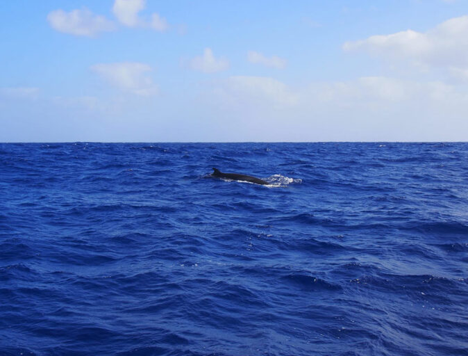 a whale swimming past our sailboat a whale swimming past our sailboat