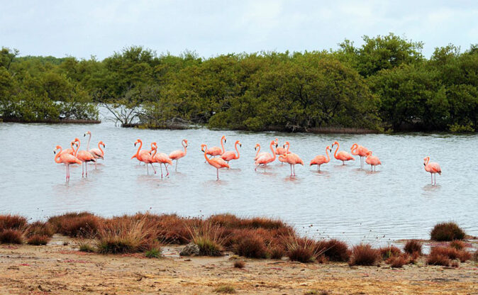 flamingos in Bonaire, Caribbean flamingos in Bonaire, Caribbean