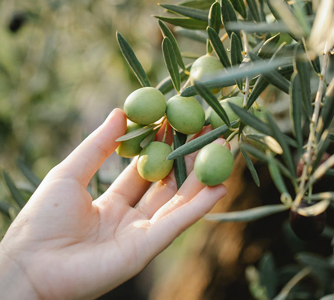Picking olives in Provence in winter Picking olives in Provence in winter