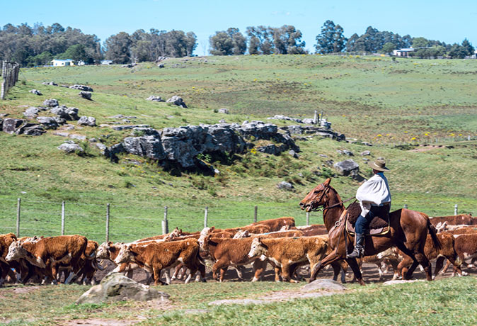 A gaucho and his cows outside of Tacuarembó A gaucho and his cows outside of Tacuarembó