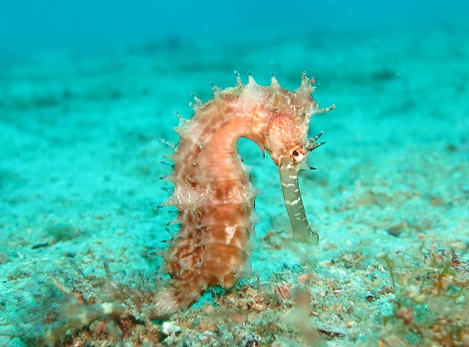 a closeup of a seahorse a closeup of a seahorse